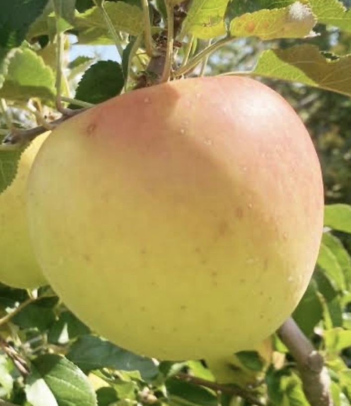 2025 園主イチオシ "ぐんま名月" 限定小玉[家庭用] 約2kg(不揃いサイズ6〜8玉)