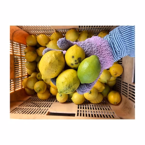 限定 訳あり国産レモン 全国送料一律 2kg1000円 4kg2000円