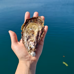 ★活マガキ★XLサイズ！玄海町仮屋湾の名も無きオイスター