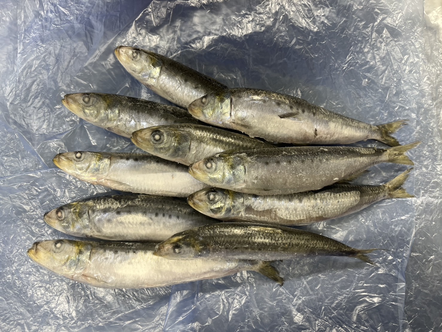 鮮度自慢】長崎県 橘湾産 マイワシ 冷凍（バラ凍結）500g〜5kg｜イワシ