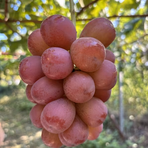 希少品種！スカーレット1.5Kg⭐︎種なし皮ごと食べられます！