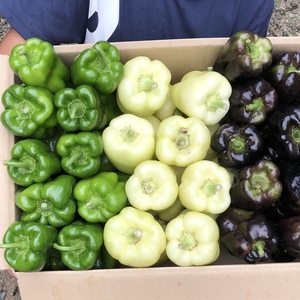 4kg入【数量限定】希少3色食べ比べピーマン！美味しさ3倍✨旨ピーマン！自然栽培