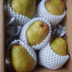 とろける食感！洋梨シルバーベル！山梨県産