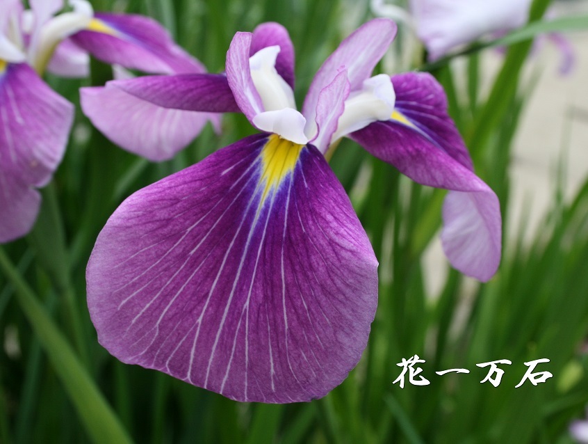 送料無料】花菖蒲の苗(6種6ポット)厳選おまかせセット｜苗
