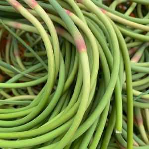 【希少・国産】　採れたてにんにくの芽500g～　農薬・化学肥料不使用