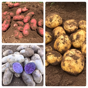 新ジャガイモ☆カラフル3色セット