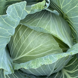 【再販！】極甘キャベツサトウくん！甘さと柔らかさで食べればやみつき！