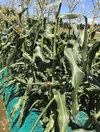 朝採りとうもろこしゴールドラッシュ8〜10本(正味4kg以上)