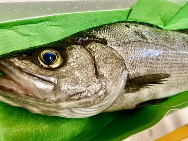 【送料込】本日発送！宮崎県産ヒラスズキ （1.8kg）