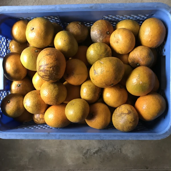 1/10収穫 品種不明 福原オレンジ 清美オレンジ自然農完全無農薬無肥料自然栽培