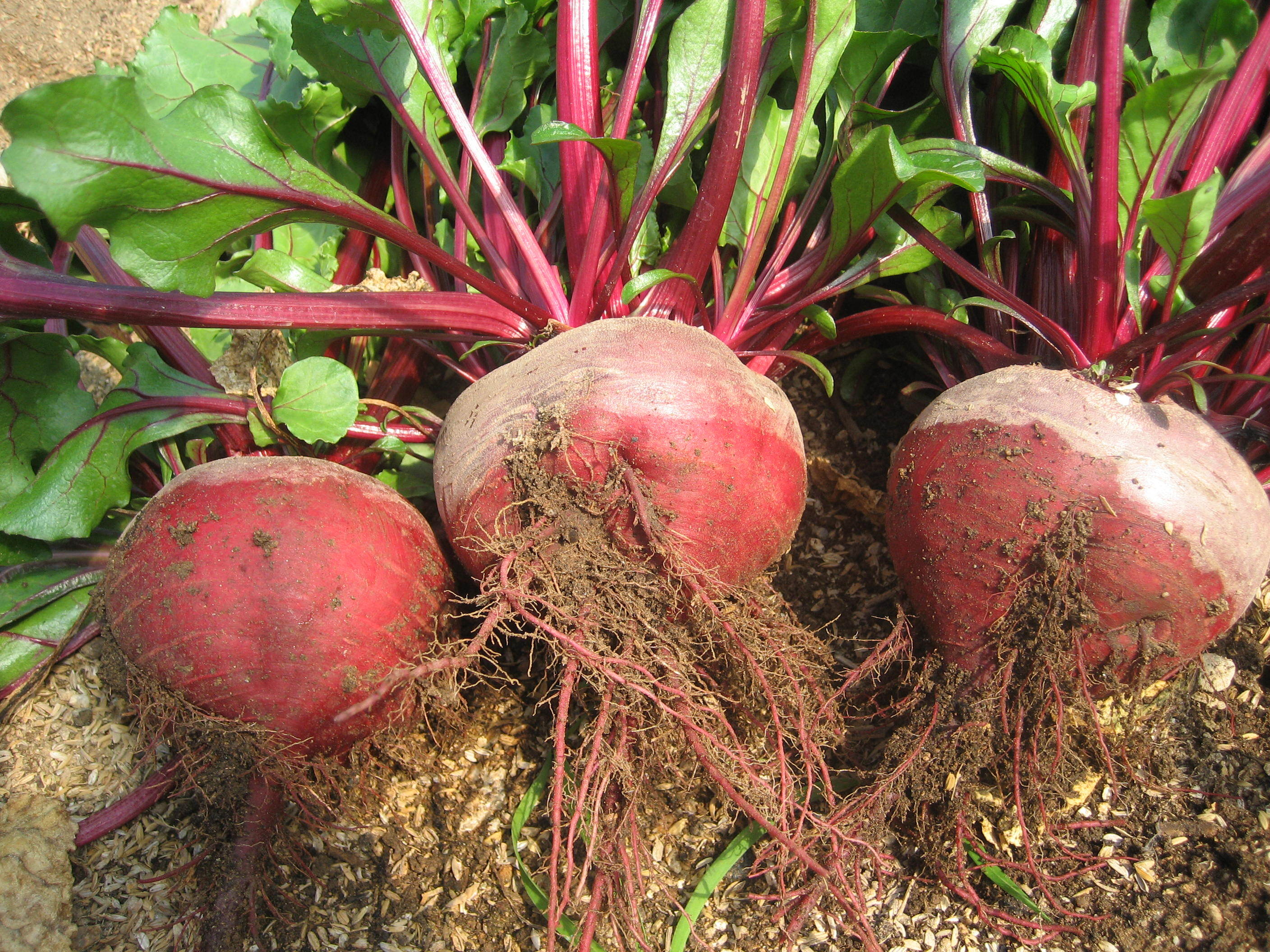 ビーツの通販・お取り寄せ商品｜野菜｜ポケットマルシェ｜産地直送で旬