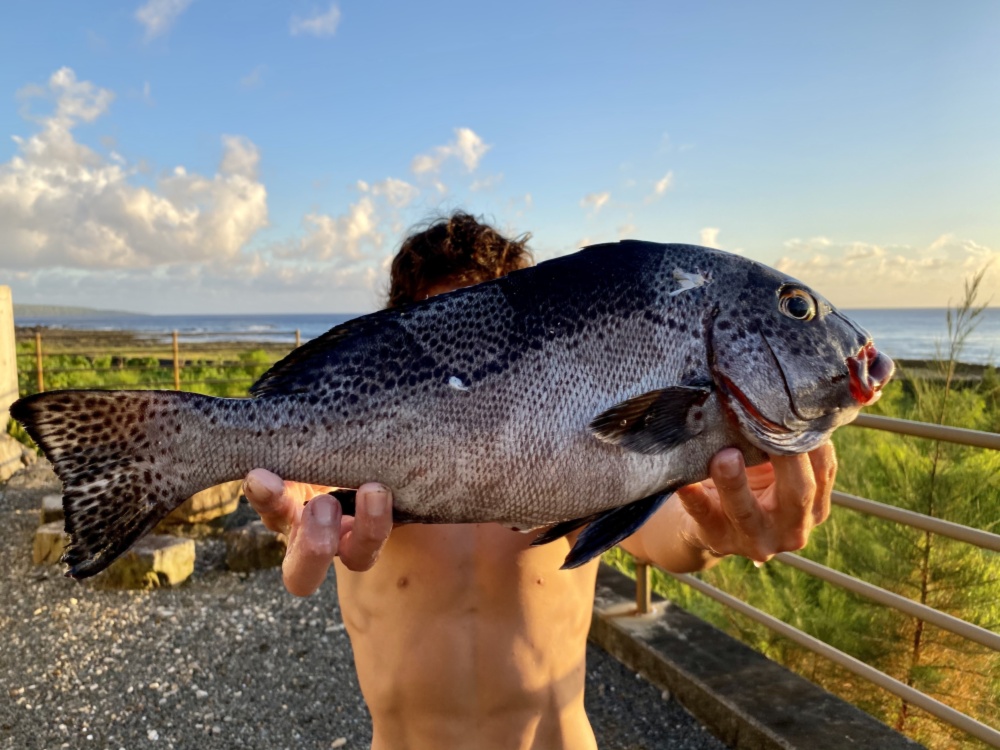 9 21獲れたて アジアコショウダイ 下処理済 1 9kg 22日の10時まで 農家漁師から産地直送の通販 ポケットマルシェ