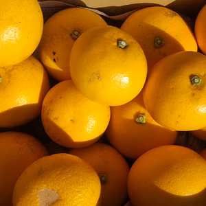 熊本県産八朔家庭用(箱込み4.5キロ)