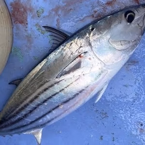 鮮度抜群！ピカピカ釣りカツオ