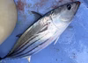 鮮度抜群！ピカピカ釣りカツオ