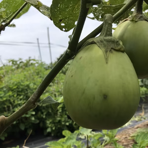 【もちっと】青ナス　5個