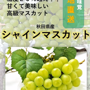北限のシャインマスカット 贈答品 秋田県 糖度18度越え 隠れ名産地　バラ詰め 