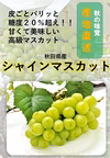 北限のシャインマスカット 贈答品 秋田県 糖度18度越え 隠れ名産地　バラ詰め 