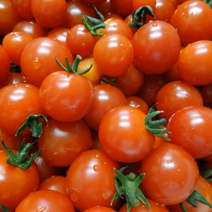 こくて　あまくて　リコピンたっぷり！の　ミニトマト