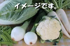 野菜セット「夏が待てない」バージョン