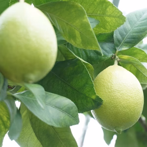 【北海道産】レモン ビアフランカ　5玉入