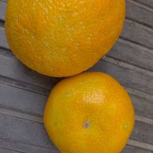 《詳細をよくお読みください》越冬紅はっさく10キロ