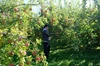 【花巻産サンふじ100％】　自家栽培りんごを絞った、辛口シードル！2021