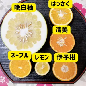 【旬の柑橘セット】晩白柚・レモン・はっさく・ネーブル・清美・伊予柑【6種類】