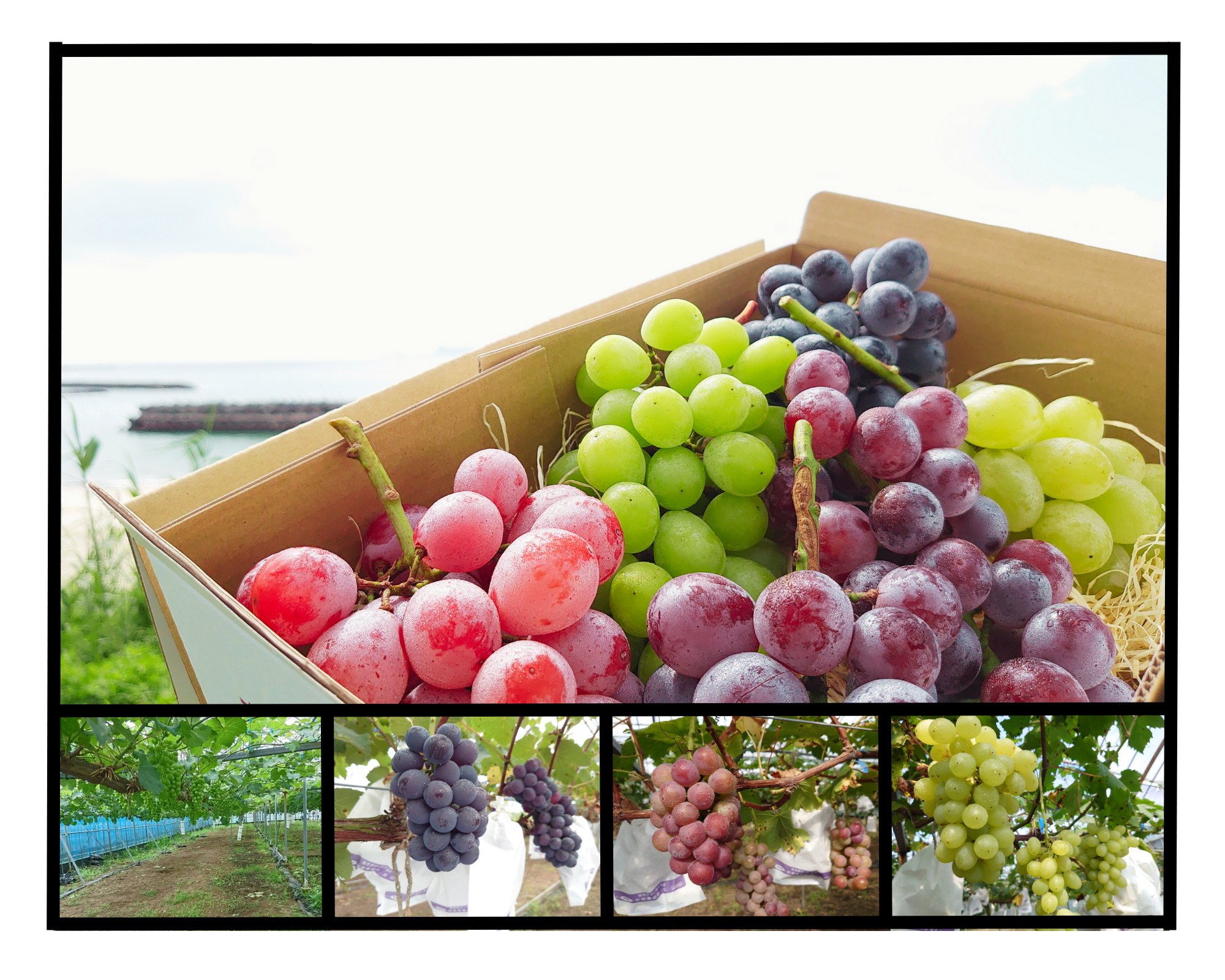 クイーンニーナの産直通販・お取り寄せ商品｜ポケットマルシェ｜産地