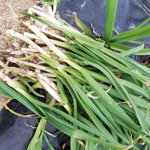 【予約販売】希少な葉にんにく(5月上旬〜発送、種子はホワイト６片です)