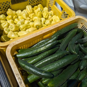 希少な固定種野菜詰め合わせ
