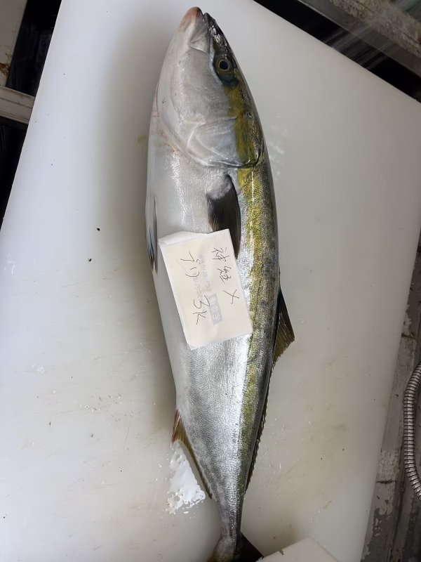 本日水揚げ❗️神経〆ブリ