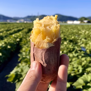 ほくほく食感と上品な甘さ！なると金時冷凍焼き芋(訳あり)1.5kg