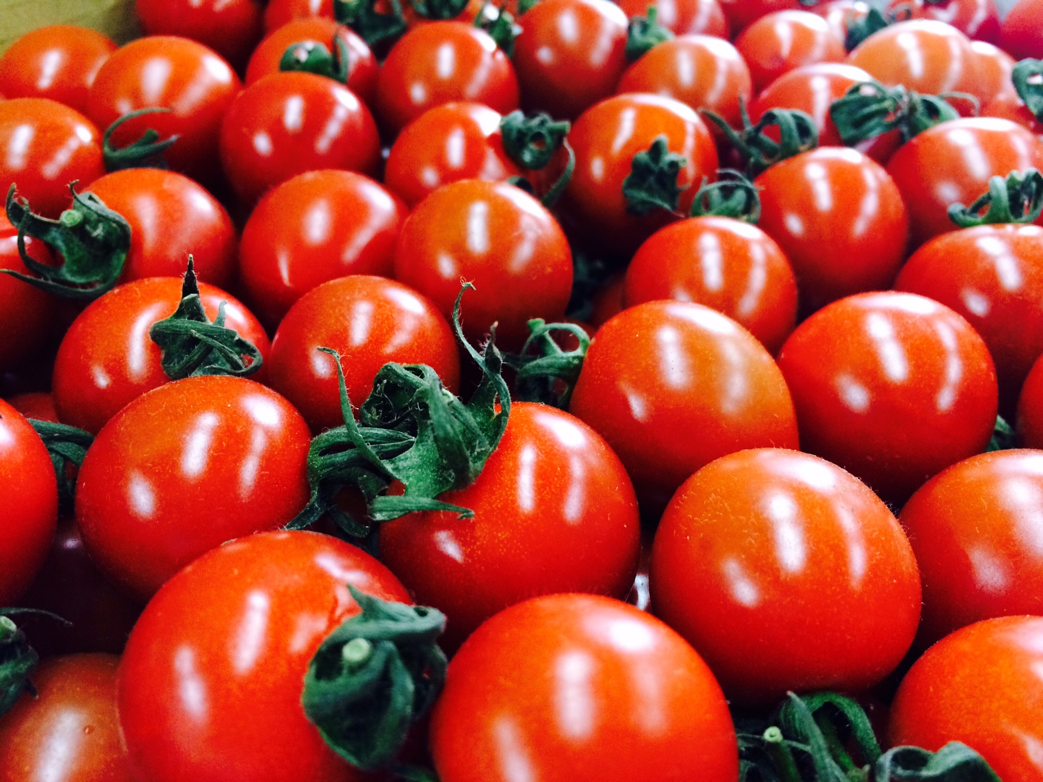 67 以上節約 ふるさと納税 富田林市 つぶ生胡椒 2本 4p Www Servocarelifesciences In