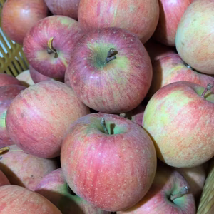 加工用「葉取らずふじりんご小玉」家庭用5キロ箱！