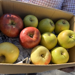 大放出❗️ちょっと訳あり王林5キロ満杯詰めおまけ付き