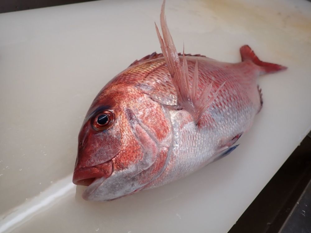 お家時間 捌けておいしい真鯛1尾丸ごと えら はらわた除去済み 真空パック 農家漁師から産地直送の通販 ポケットマルシェ