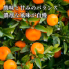 北海道へお届け　西浦みかん （12、1、2、3月限定）冷蔵便