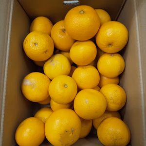 訳あり☆はっさく･キズあり家庭用9.5㎏