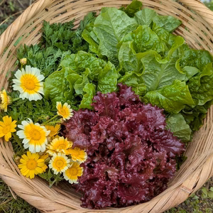 農薬不使用！【旬のお野菜おまかせセット】