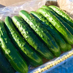 【送料一律650円】きゅうり10-12本※宅急便コンパクト