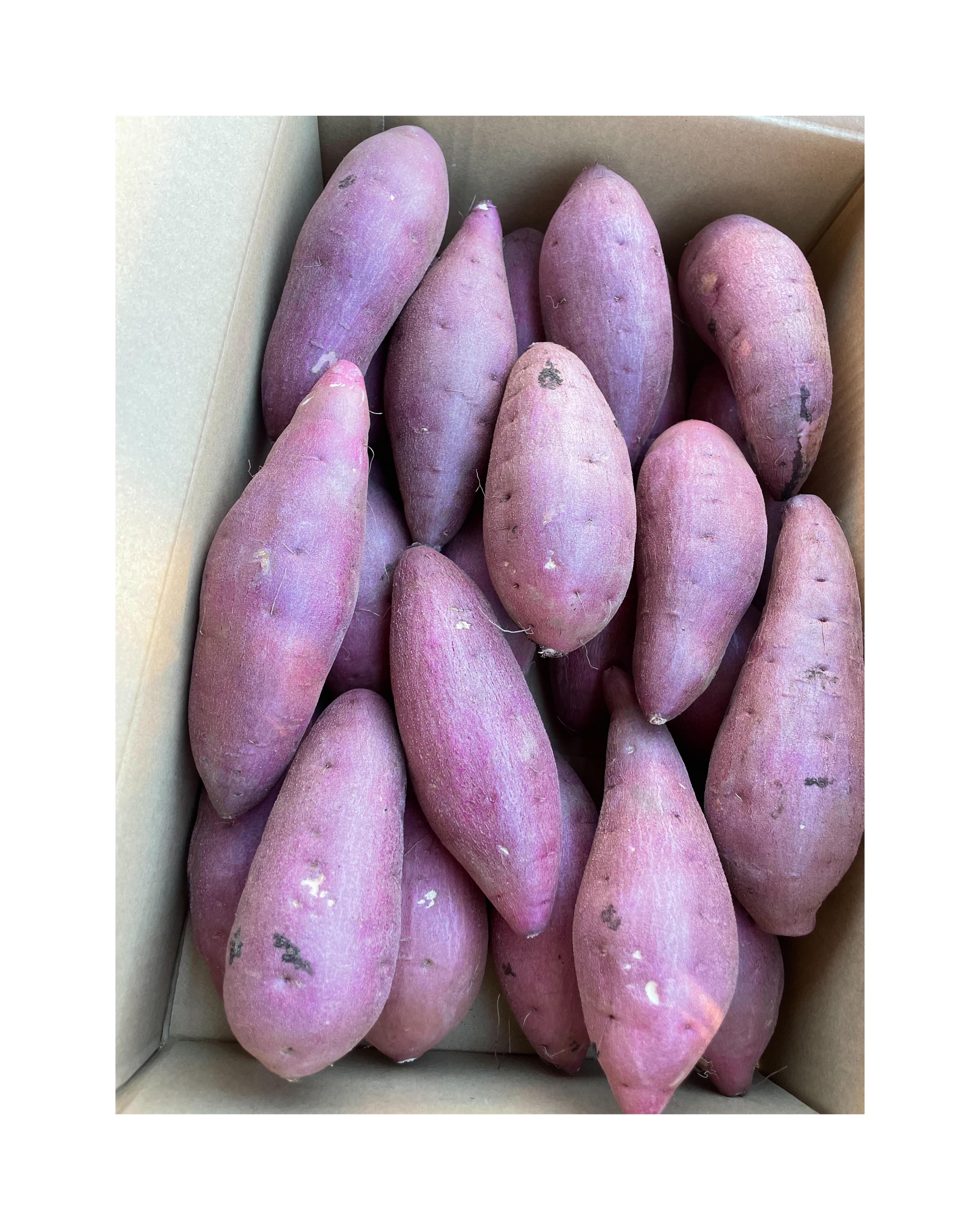 【一部予約販売】 熟成 蜜芋】紅はるか A品20kg (S・M混合サイズ) 千葉県産農家 野菜