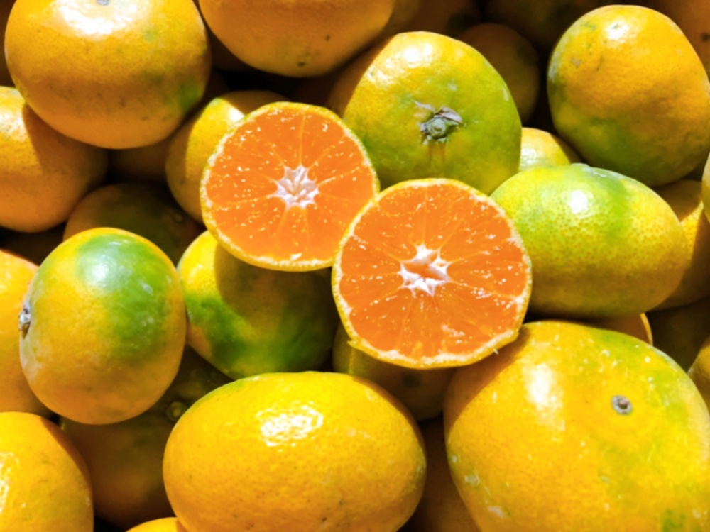 レア玉】濃い味！旨い！甘い！安い！熊本の中玉みかん｜みかんの商品