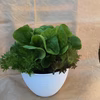 サラダ菜が食べごろよ♡生きてるレタスのサラダポット♡（丸鉢5株）
