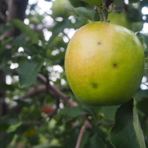 【訳あり★お得】《すっぱ〜い美味しさ》はつ恋ぐりん　家庭用 3kg