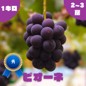 【秀】ピオーネ・1.0kg・2~3房