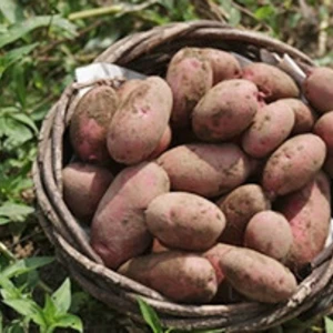 【旬野菜】レッドーン 赤皮ジャガイモ5kg 農薬化学肥料不使用