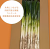 花を肥料につくられた　環境保全型の循環農法　【華ねぎ】