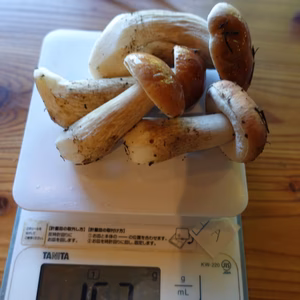 高級■ニセコ産■天然■生ポルチーニ茸