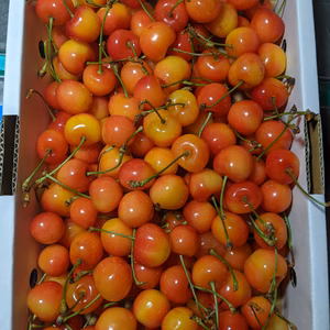 さくらんぼ紅秀峰家庭用